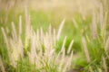 Desho grass Pennisetum pedicellatum at sunset time.