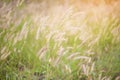 Desho grass Pennisetum pedicellatum at sunset time.