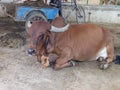 Desi cow beard sahiwal in unhealthy conditions