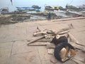 Desi dogs of Varanasi