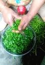 Desi Food Spinach Preparation