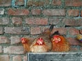 3 Desi hens are sitting among themselves