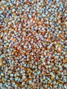 Desi Indian Corns Royalty Free Stock Photo