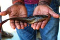 desi magur clarias batrachus fish in hand of a fish farmer