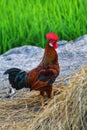 Desi male chiken bird roaster roaming around in a village