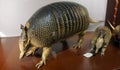 Desiccated armadillo Royalty Free Stock Photo