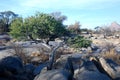 Rocks and trees in dried up Okonjou riverbed Royalty Free Stock Photo