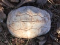 Turtle Shell Scutes Deceased Remains