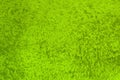 Design grunge lime rough painted metallic surface texture for background use