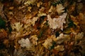 Design background with autumn recent colorful leaves