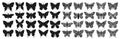 Design black isolated butterfly silhouette set. Graphic insect cutting