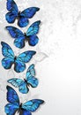 Design with blue butterflies morpho