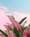 Design blue plant colorful green pastel background nature cactus background pink summer sky bright Royalty Free Stock Photo