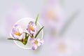 Design card. Collage of beautiful isolated white violet crocus flowers. Spring. Royalty Free Stock Photo