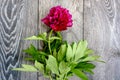 Design concept, background. One peony flower in full bloom of bright pink color and green leaves on a wooden background. Royalty Free Stock Photo