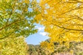 Design concept - Beautiful yellow ginkgo, gingko biloba tree leaf in autumn season in sunny day with sunlight, close up, bokeh, Royalty Free Stock Photo