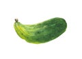 Watercolor cucumber. Composition on a white background