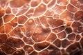 Structure nature textured abstract closeup cell pattern macro design surface background geometric detail light Royalty Free Stock Photo