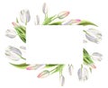 Photo and text frame from beautiful white tulips. Marker drawing. Watercolor painting. Copy space.