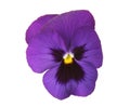 Design Elements: Blue Pansy Royalty Free Stock Photo