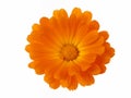 Design Elements: Flower Head Royalty Free Stock Photo