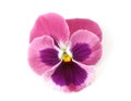 Design Elements: Pink Pansy Royalty Free Stock Photo