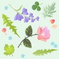 Design elements. Rose, bell flowers, forget me not, leaves of dandelion, viburnum, wormwood, clover and petals