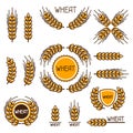 Design elements with wheat. Agricultural image natural ears of barley or rye.