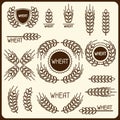 Design elements with wheat. Agricultural image natural ears of barley or rye