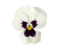 Design Elements: White Pansy