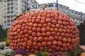 Design in the form of a large pumpkin, made of bright orange fruits pumpkin varieties orange summer. Food, vegetables, agriculture