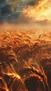 Design a futuristic landscape featuring a sprawling wheat field enhanced through genetic engineering techniques Royalty Free Stock Photo