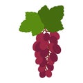 Design of a grape in flat style, vector image, illustration design Royalty Free Stock Photo