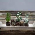 Design green succulent plants on genuine wooden table, grey background Royalty Free Stock Photo
