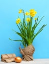 Spring yellow narcissus, golden easter egg and thread or rope Royalty Free Stock Photo