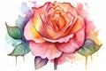 Design a magical and enchanting watercolor illustration of a rose in full bloom