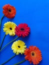 design with orange, red and yellow gerbera flower on the blue background Royalty Free Stock Photo