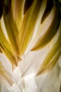 Design in Petal Macro with Curves and Lines in Cactus Flower