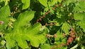 Large leaf closeup desighn Royalty Free Stock Photo