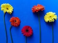 design with red, orange and yellow gerbera flower on the blue background Royalty Free Stock Photo