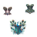 collection of corsets peacock Royalty Free Stock Photo