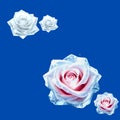 Crystal Roses on Dark Blue Background â Elegant Floral Vector Illustration Royalty Free Stock Photo