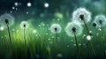 silver dandelion seeds glistening against a backdrop of dew-covered green grass Royalty Free Stock Photo