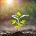 Germinating green plant on earth, blurred background.