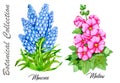 Design set of Muscari and Mallow flowers isolated on white Royalty Free Stock Photo