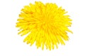 Dandelion (Taraxacum Ruderalia) with transparent background