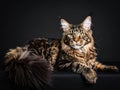 Maine Coone cat on a black background, relaxed and attentive. Royalty Free Stock Photo