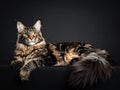 Maine Coone cat on a black background, relaxed and attentive. Royalty Free Stock Photo