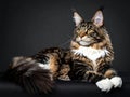 Maine Coone cat on a black background, relaxed and attentive. Royalty Free Stock Photo