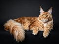 Maine Coone cat on a black background, relaxed and attentive. Royalty Free Stock Photo